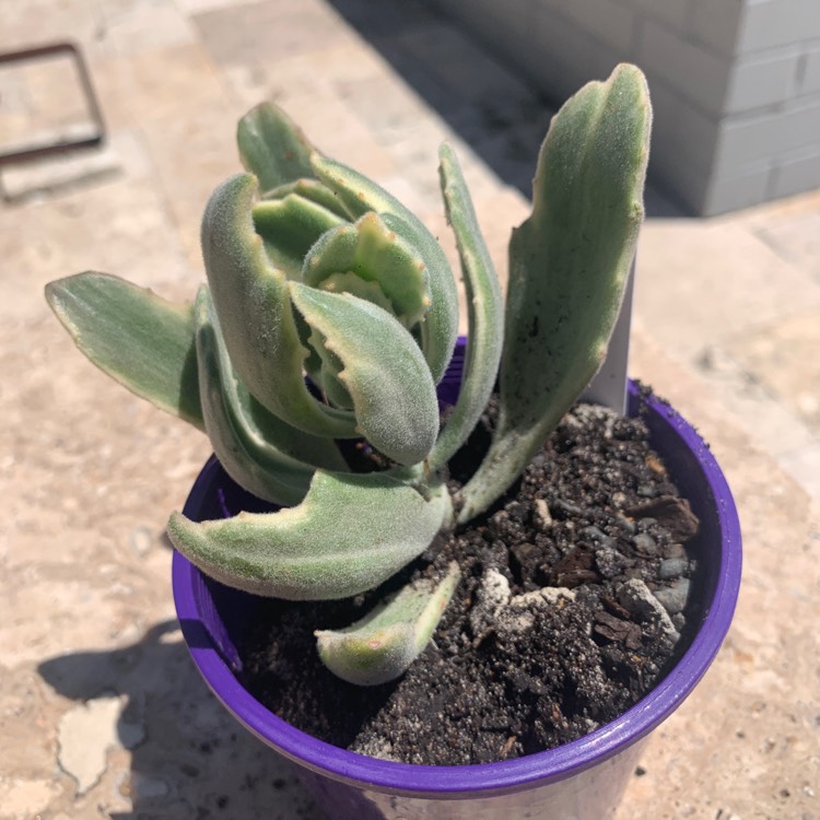 Plant image Kalanchoe tomentosa yellow variegated 