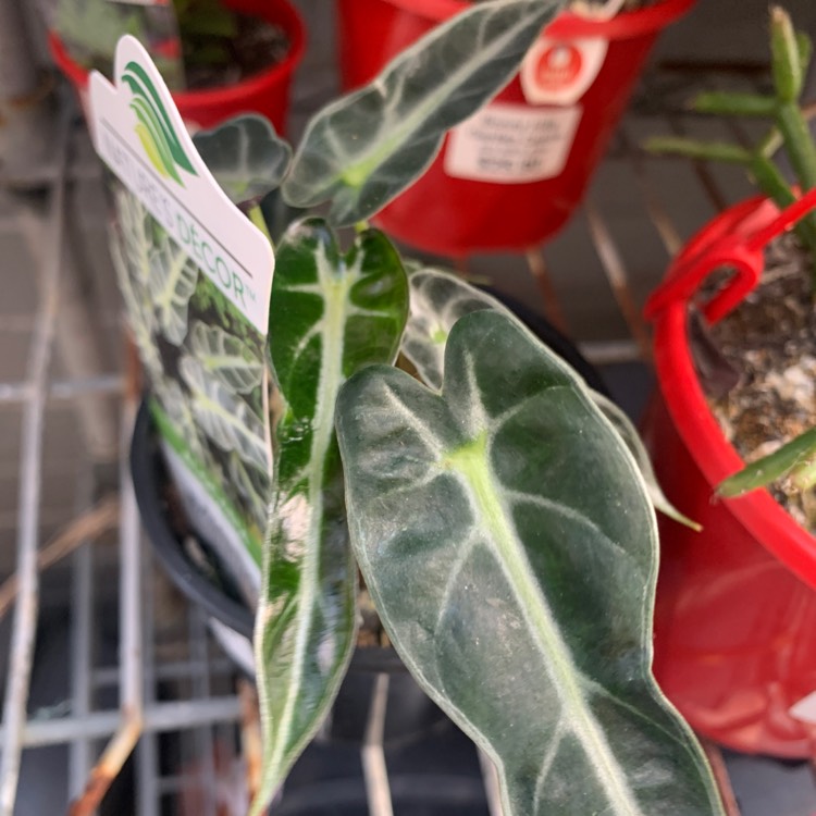 Plant image Alocasia 'Bambino Arrow' (Bambino Series)