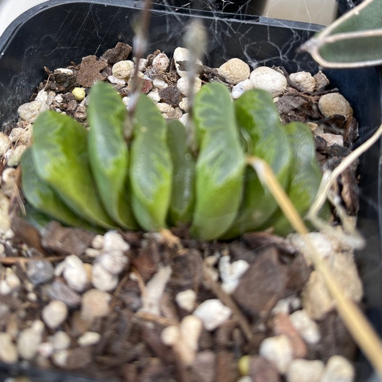 Plant image Haworthia truncata 'Lime Green'