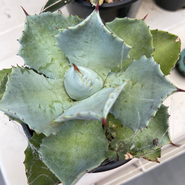 Plant image Agave Isthmensis