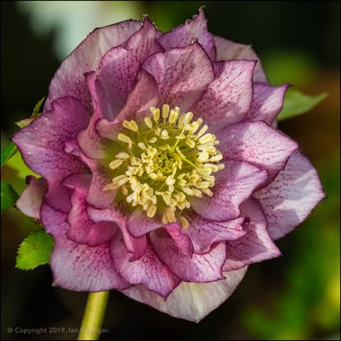 Helleborus x hybridus 'Double Ellen Purple' (Double Ellen Series)