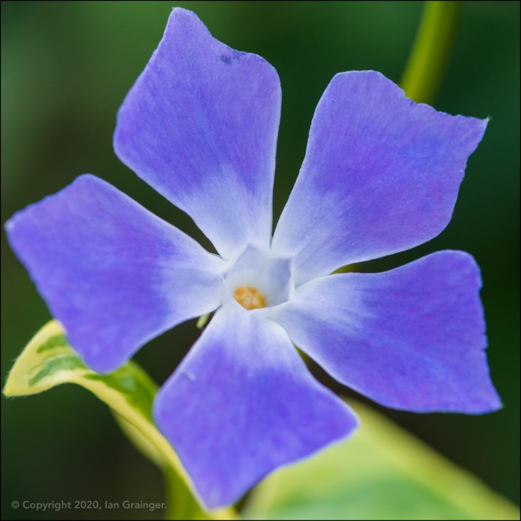 Plant image Vinca major