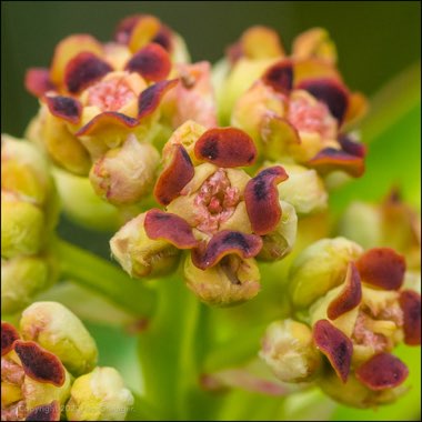 Euphorbia mellifera