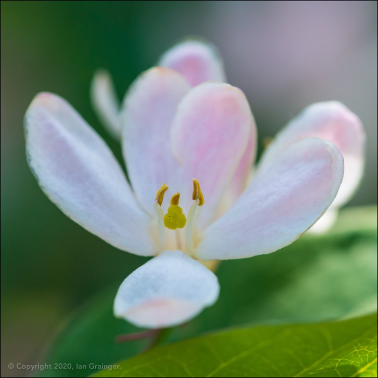 Plant image Lonicera tatarica