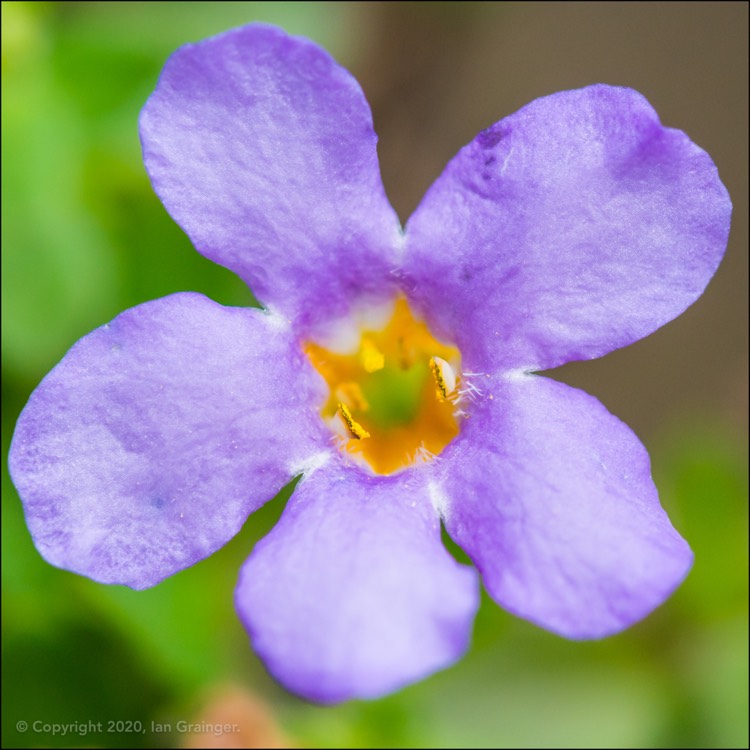 Plant image Sutera cordata