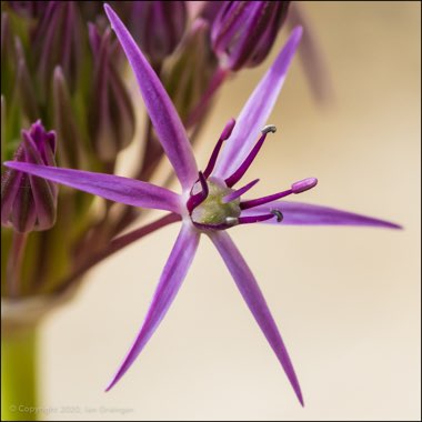 Allium cristophii