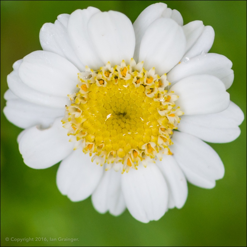 Tanacetum parthenium