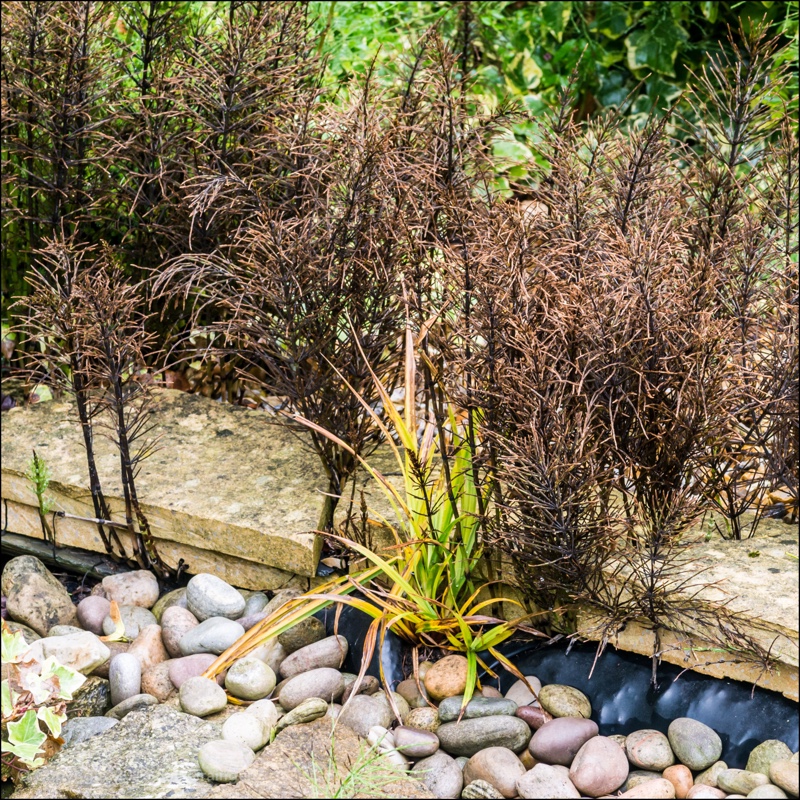 Equisetum arvense