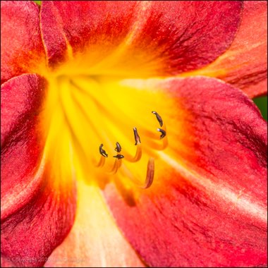 Daylily