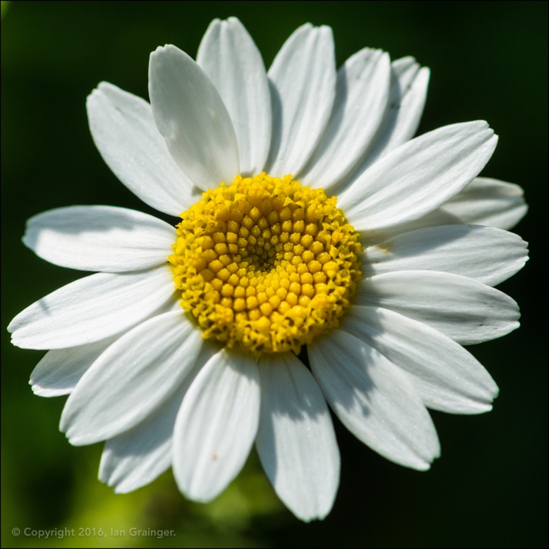 Plant image Anthemis arvensis