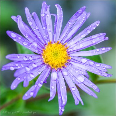 Aster x frikartii 'Mönch'