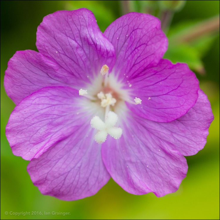 Plant image Epilobium hirsutum