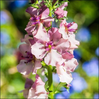 Verbascum x hybrida 'Southern Charm'