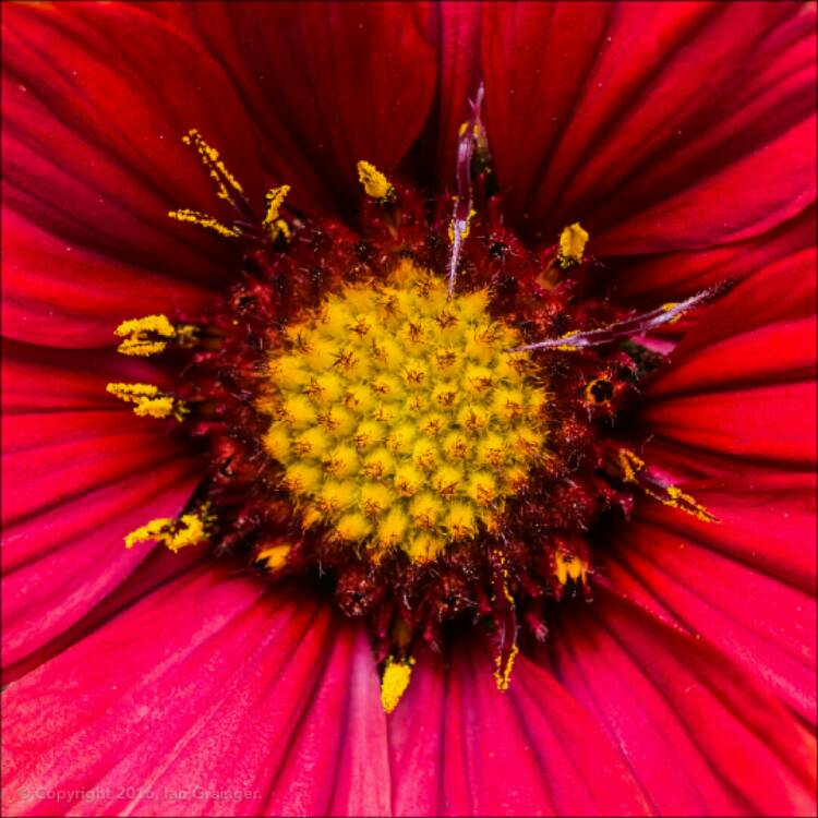 Plant image Gaillardia