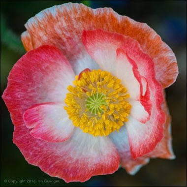 Papaver