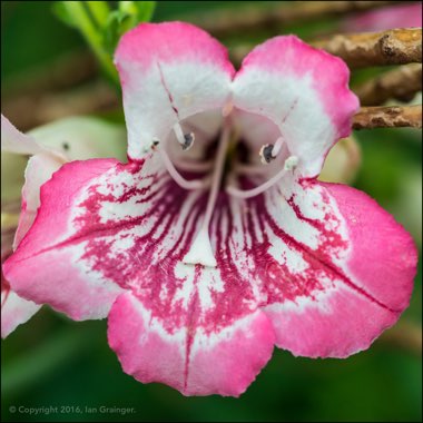 Penstemon