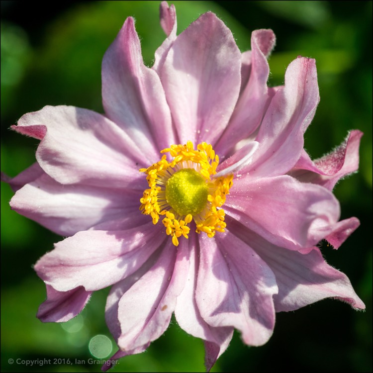 Plant image Anemone x hybrida 'Pocahontas' (Fantasy Series)