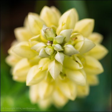 Lupinus