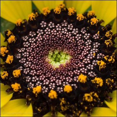 Chrysanthemum carinatum 'Polar Star'