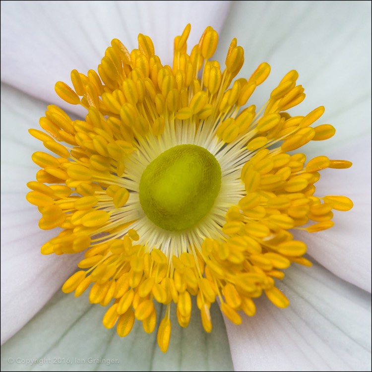 Plant image Anemone x hybrida 'Serenade'