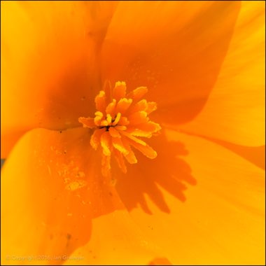 Eschscholzia californica