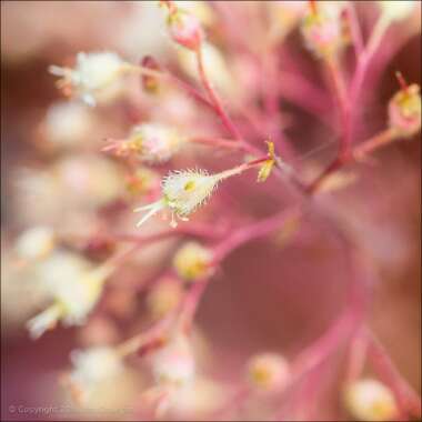 Heuchera