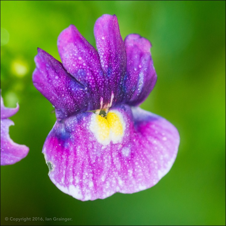 Plant image Nemesia fruticans 'Blue Bicolour'