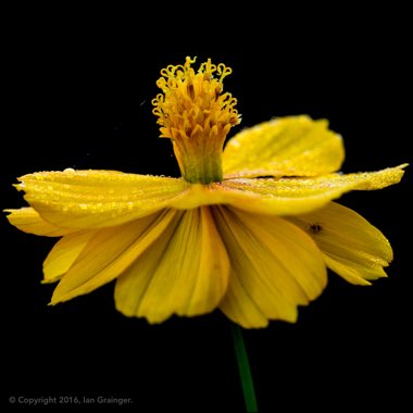 Cosmos Sulphureus 'Bright Lights' (Mixed)