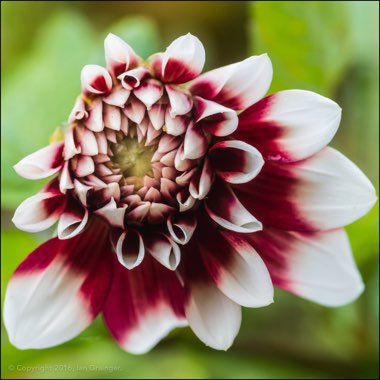 Dahlia 'Duet'