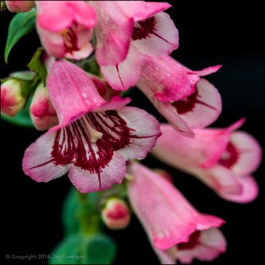 Penstemon