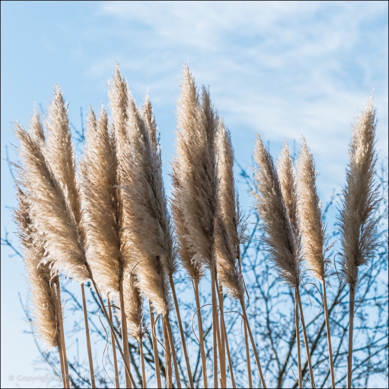 Cortaderia selloana