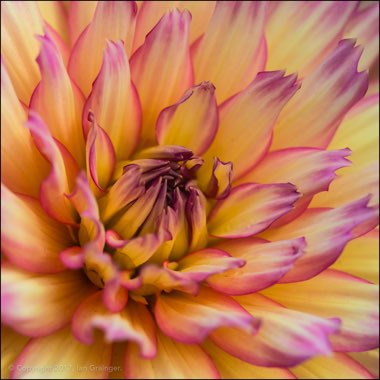 Dahlia 'Gallery Pablo'