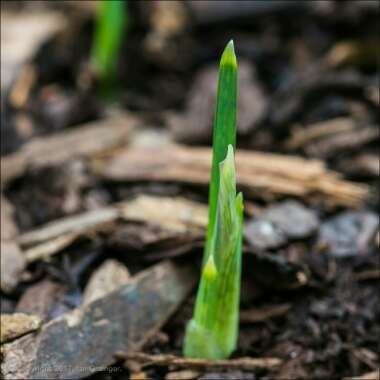 Iris 'Harmony' syn. Iris reticulata 'Harmony'