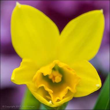 Narcissus 'Tête-à-Tête'