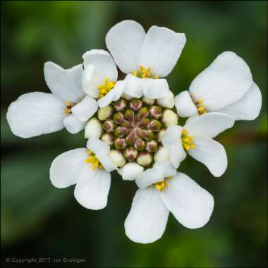 Iberis sempervirens