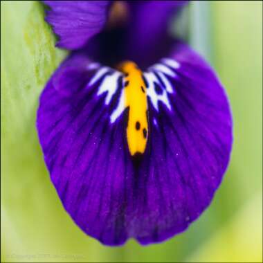 Iris 'Harmony' syn. Iris reticulata 'Harmony'