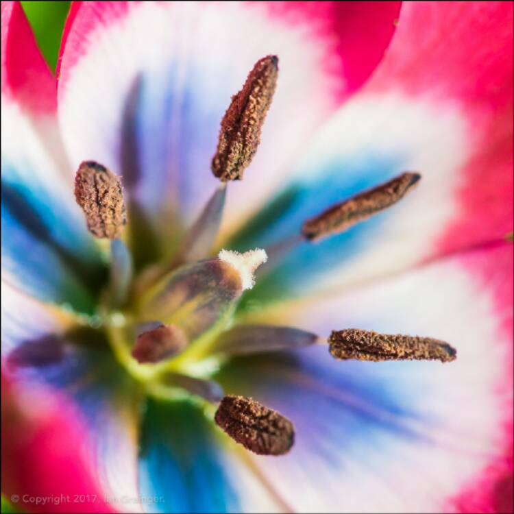 Plant image Tulipa 'Little Beauty' syn. Tulipa humilis 'Little Beauty'