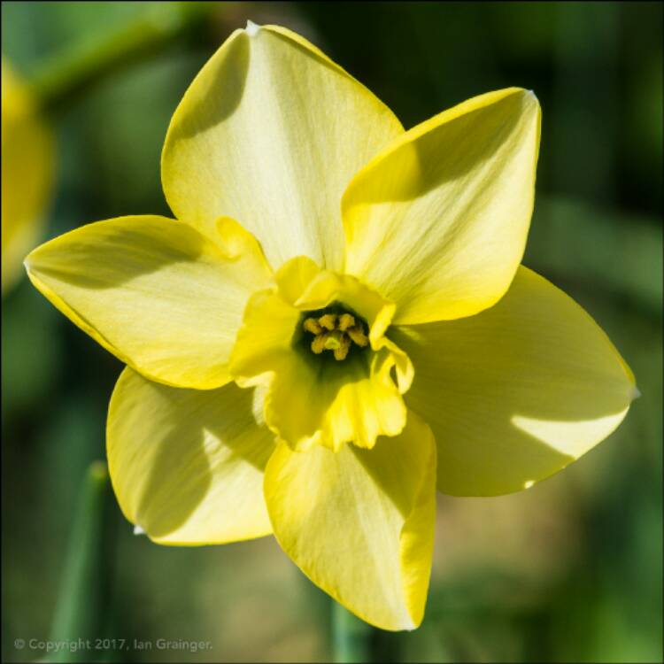 Plant image Narcissus 'Green Eye'