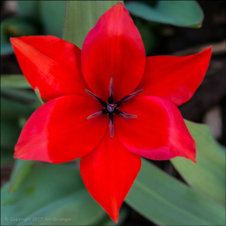 Plant image Tulipa 'Little Princess'