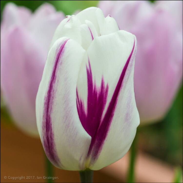 Plant image Tulipa 'Flaming Flag'