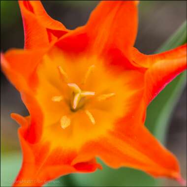 Tulipa 'Ballerina