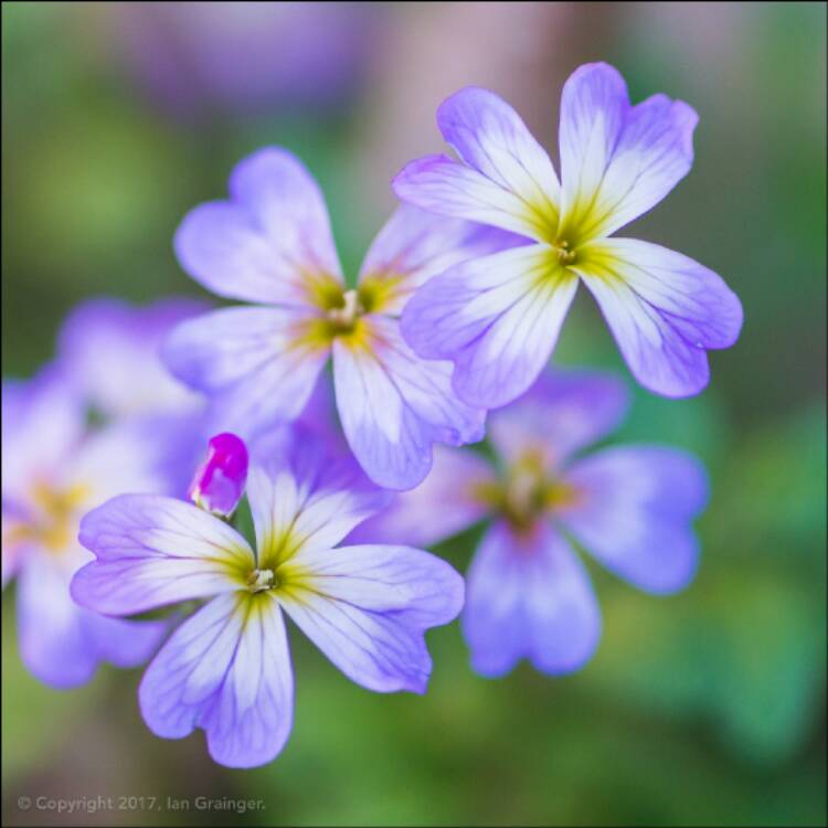 Plant image Malcolmia maritima