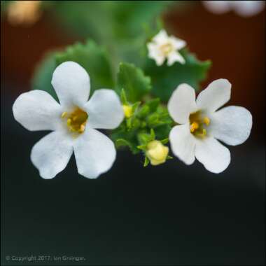 Bacopa Monnieri