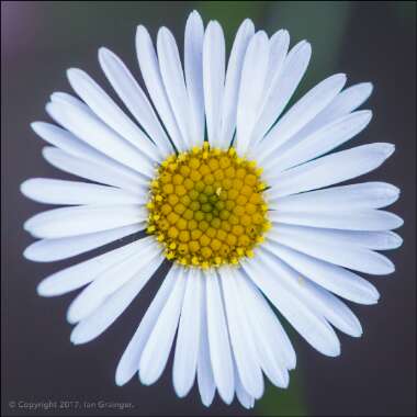 Erigeron karvinskianus 'Stallone'