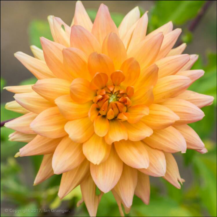 Dahlia 'Noordwijks Glorie', Dahlia 'Noordwijks Glorie' - uploaded by ...