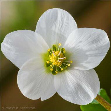 Helleborus niger