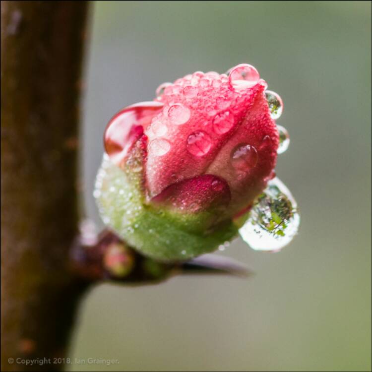 Plant image Chaenomeles