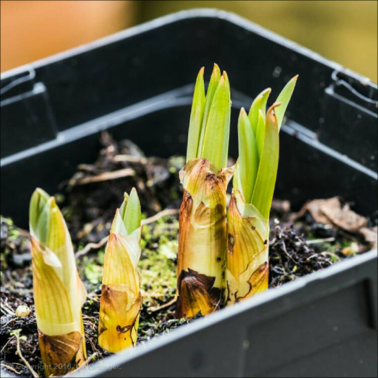 Plant image Eremurus x isabellinus 'Cleopatra'