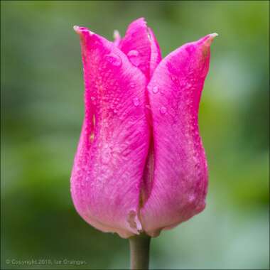 Tulipa 'Ballerina