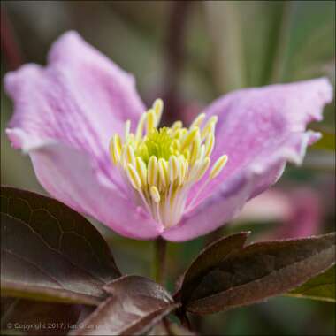 Clematis montana 'Mayleen'